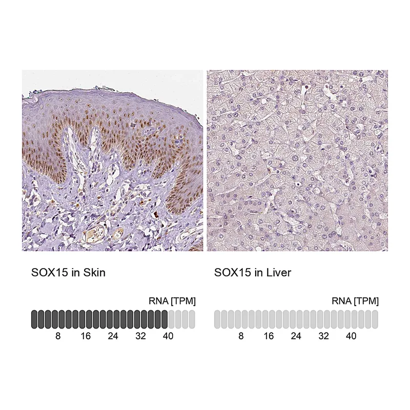 Atlas Antibodies Anti-SOX15 Antibody