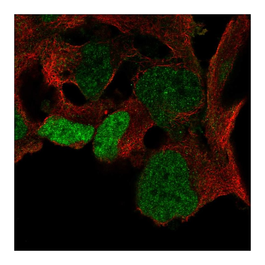 Atlas Antibodies Anti-SOX3 Antibody