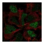 Atlas Antibodies Anti-SOX3 Antibody
