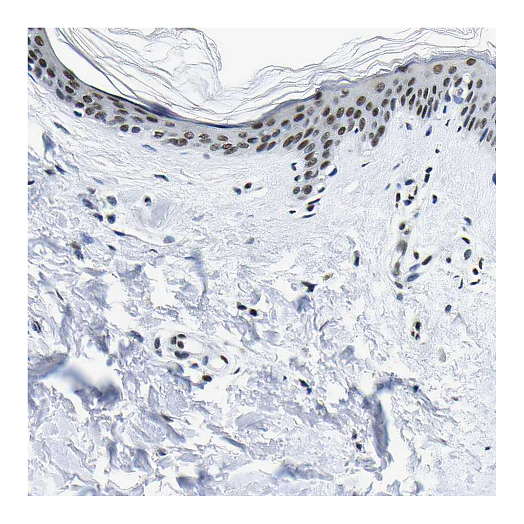 Atlas Antibodies Anti-SP1 Antibody