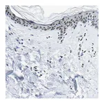 Atlas Antibodies Anti-SP1 Antibody