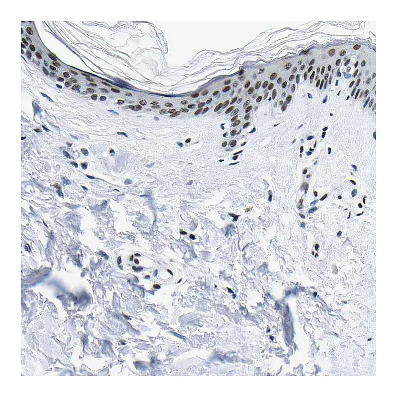 Atlas Antibodies Anti-SP1 Antibody