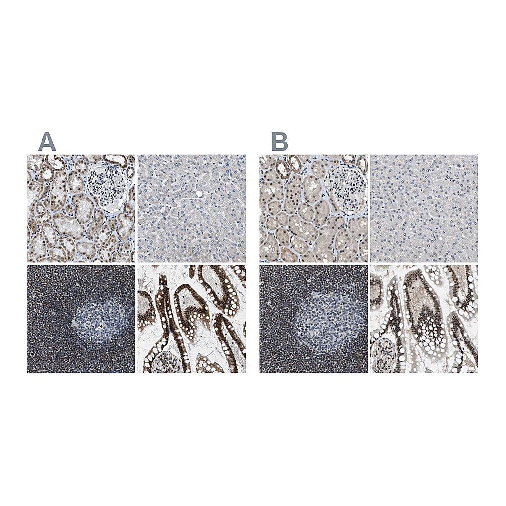 Atlas Antibodies Anti-SP100 Antibody