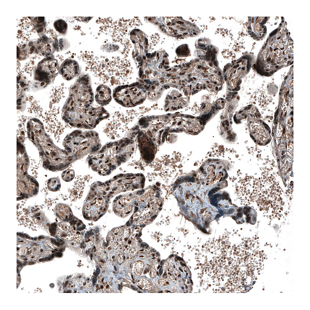 Atlas Antibodies Anti-SOX7 Antibody
