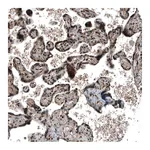Atlas Antibodies Anti-SOX7 Antibody
