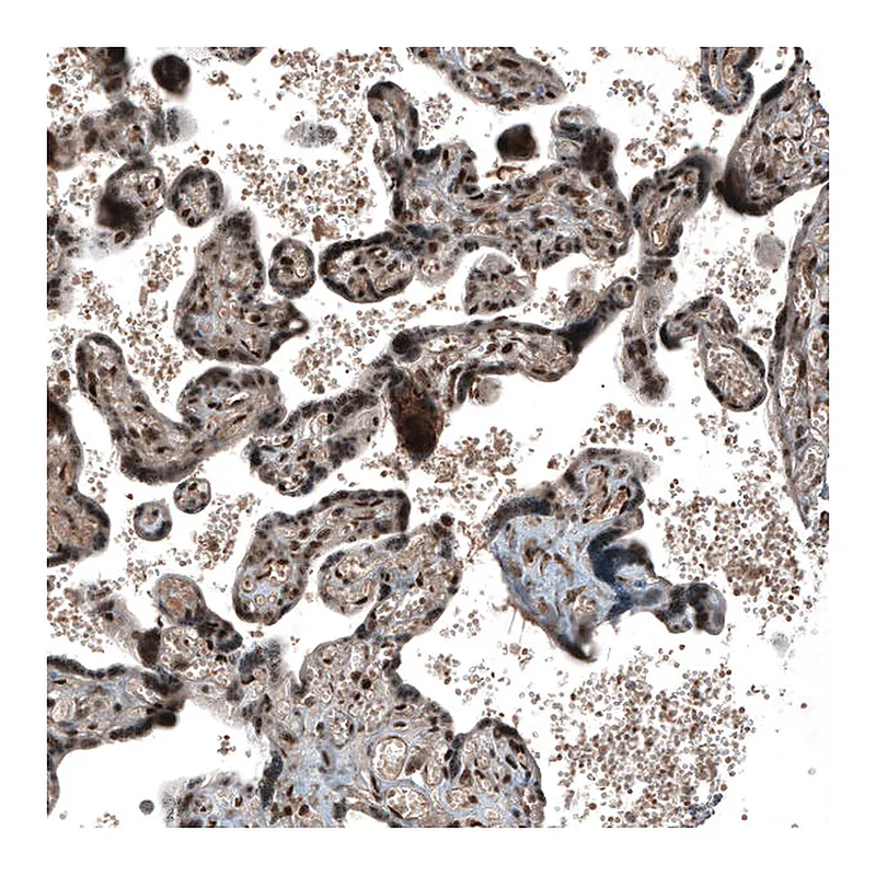 Atlas Antibodies Anti-SOX7 Antibody
