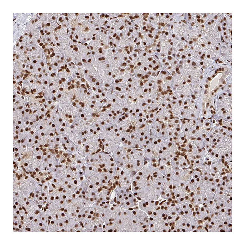 Atlas Antibodies Anti-SP3 Antibody