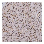 Atlas Antibodies Anti-SP3 Antibody