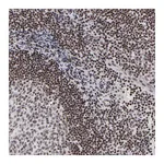Atlas Antibodies Anti-SP2 Antibody
