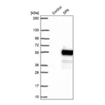 Atlas Antibodies Anti-SP6 Antibody