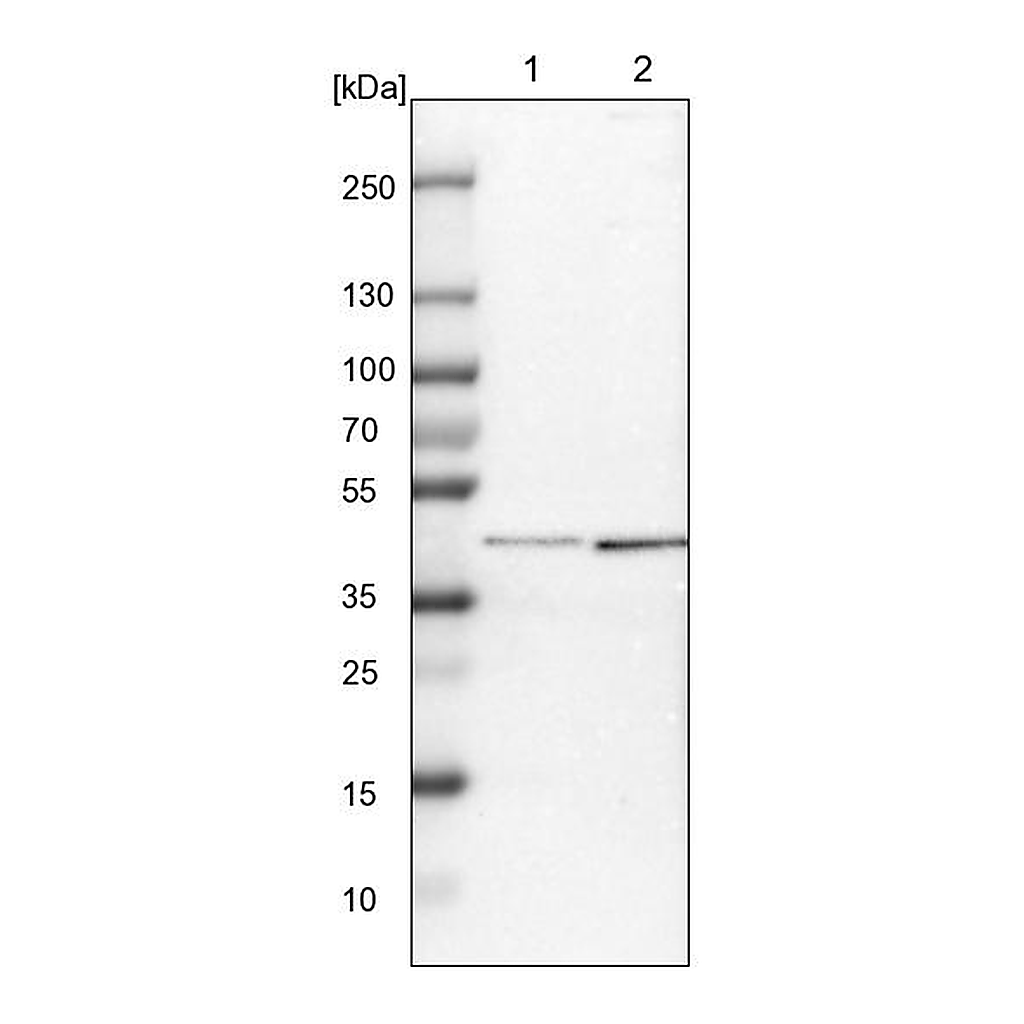 Atlas Antibodies Anti-SP6 Antibody