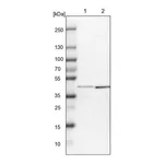 Atlas Antibodies Anti-SP6 Antibody