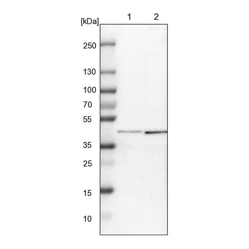 Atlas Antibodies Anti-SP6 Antibody