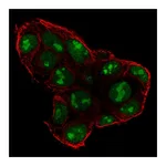 Atlas Antibodies Anti-SP5 Antibody
