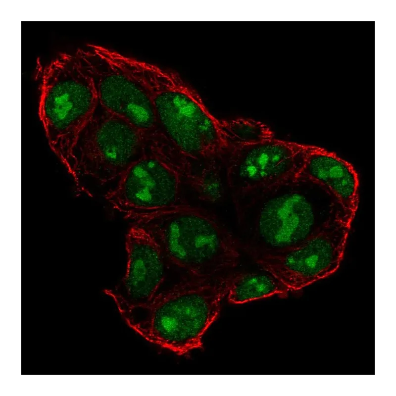 Atlas Antibodies Anti-SP5 Antibody