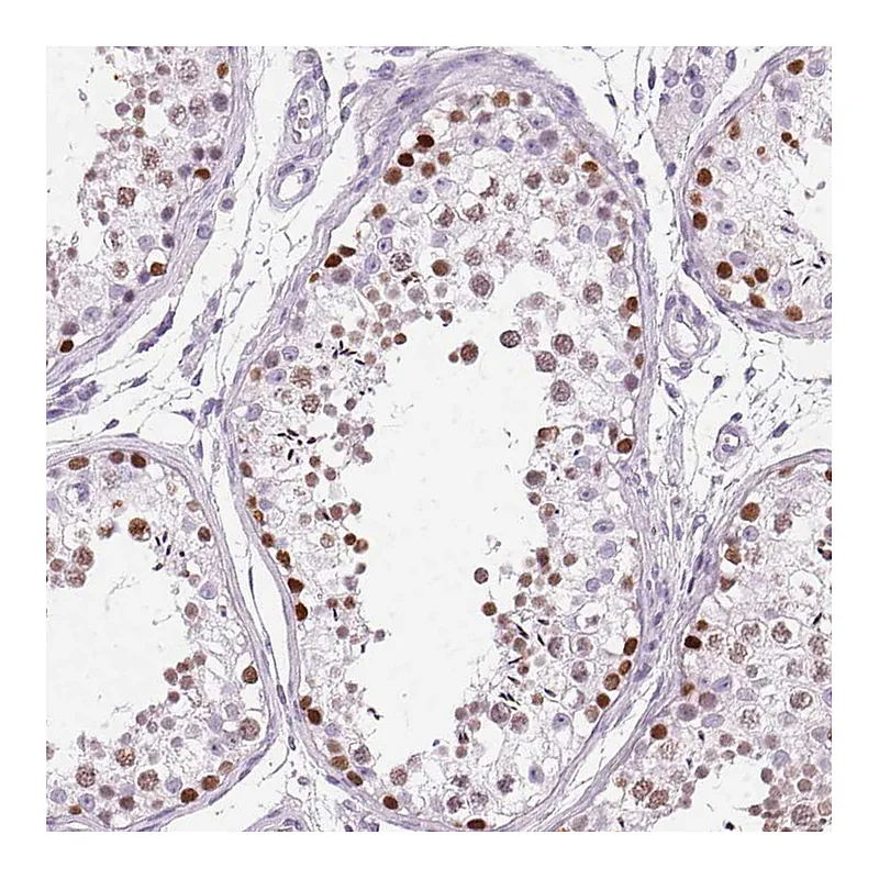 Atlas Antibodies Anti-SP7 Antibody