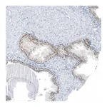 Atlas Antibodies Anti-SP8 Antibody