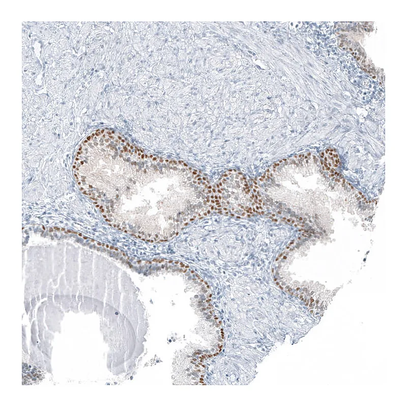 Atlas Antibodies Anti-SP8 Antibody