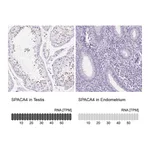 Atlas Antibodies Anti-SPACA4 Antibody