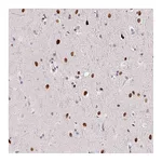 Atlas Antibodies Anti-SP9 Antibody