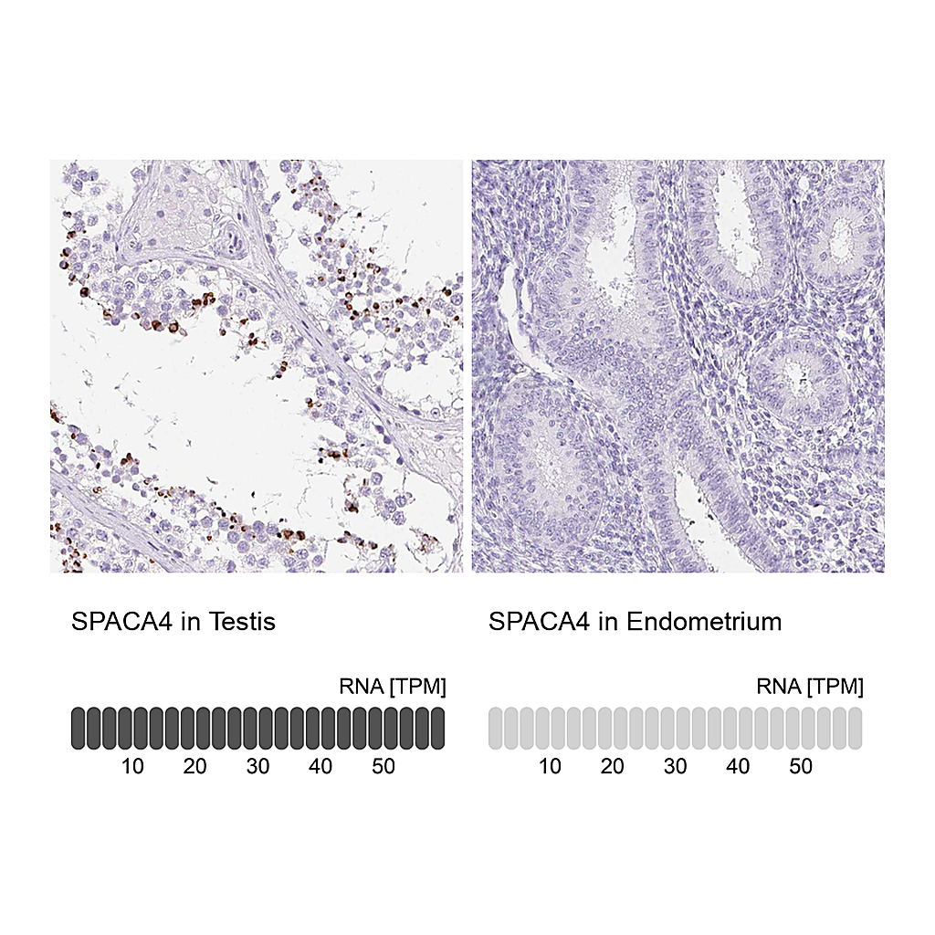 Atlas Antibodies Anti-SPACA4 Antibody