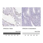 Atlas Antibodies Anti-SPACA4 Antibody