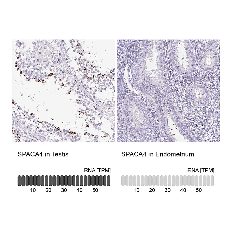 Atlas Antibodies Anti-SPACA4 Antibody