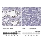Atlas Antibodies Anti-SPACA7 Antibody