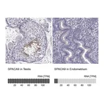 Atlas Antibodies Anti-SPACA9 Antibody