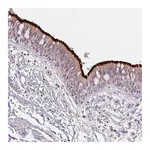 Atlas Antibodies Anti-SPACA9 Antibody
