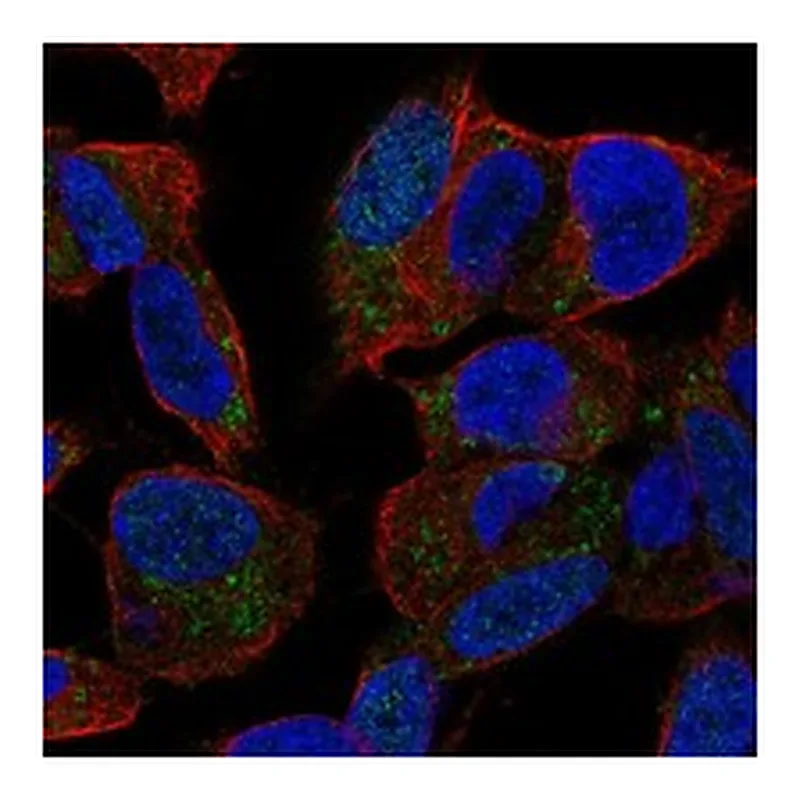 Atlas Antibodies Anti-SPAG11B Antibody