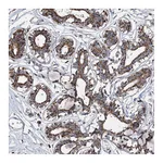 Atlas Antibodies Anti-SPAG16 Antibody
