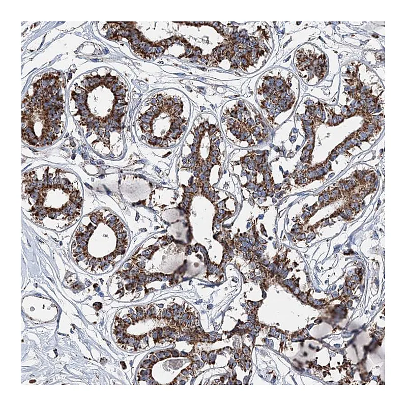 Atlas Antibodies Anti-SPAG16 Antibody