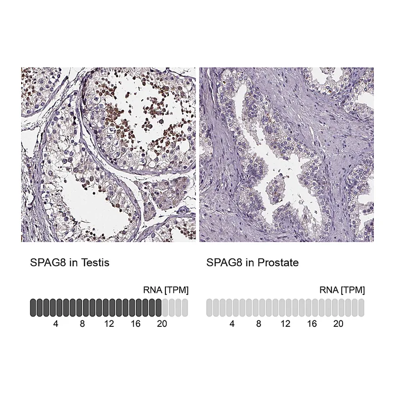 Atlas Antibodies Anti-SPAG8 Antibody