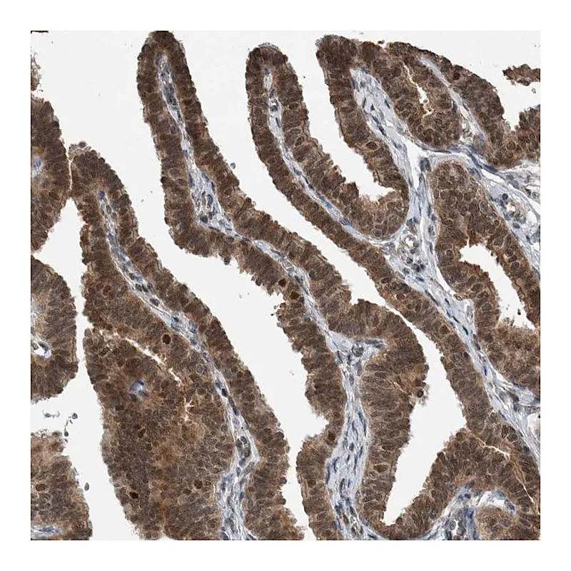 Atlas Antibodies Anti-SPAG7 Antibody