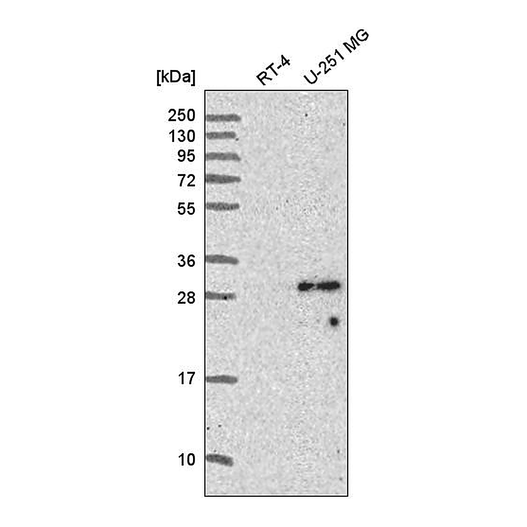Atlas Antibodies Anti-SPAG7 Antibody