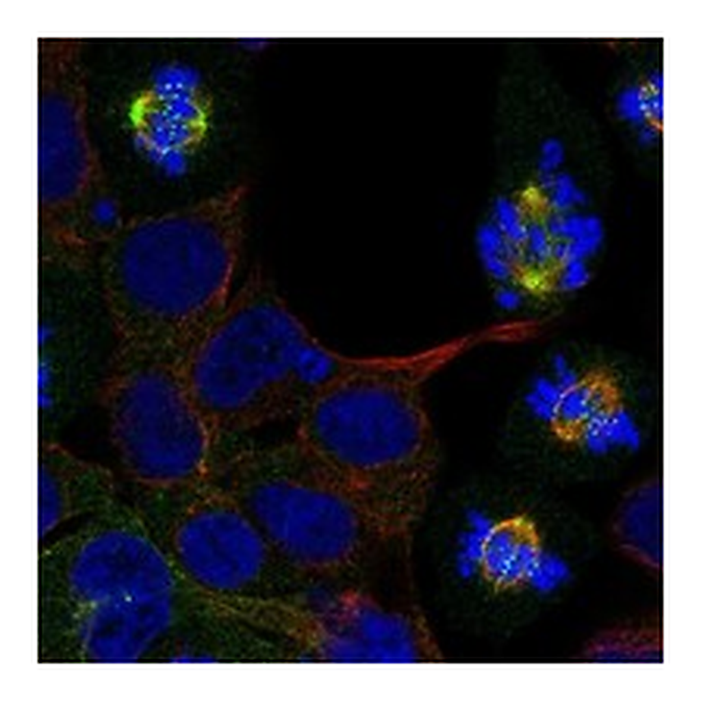 Atlas Antibodies Anti-SPAG5 Antibody