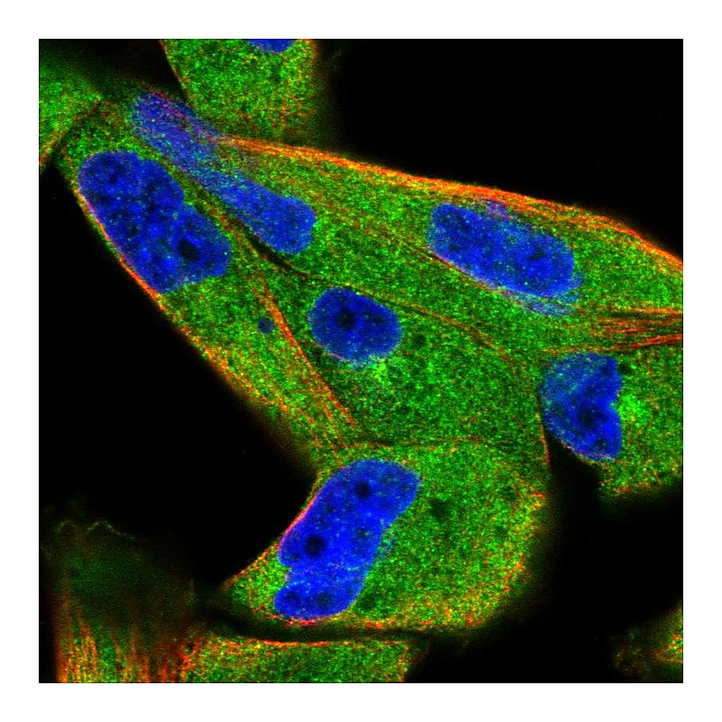 Atlas Antibodies Anti-SPAG9 Antibody