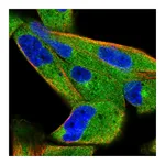 Atlas Antibodies Anti-SPAG9 Antibody