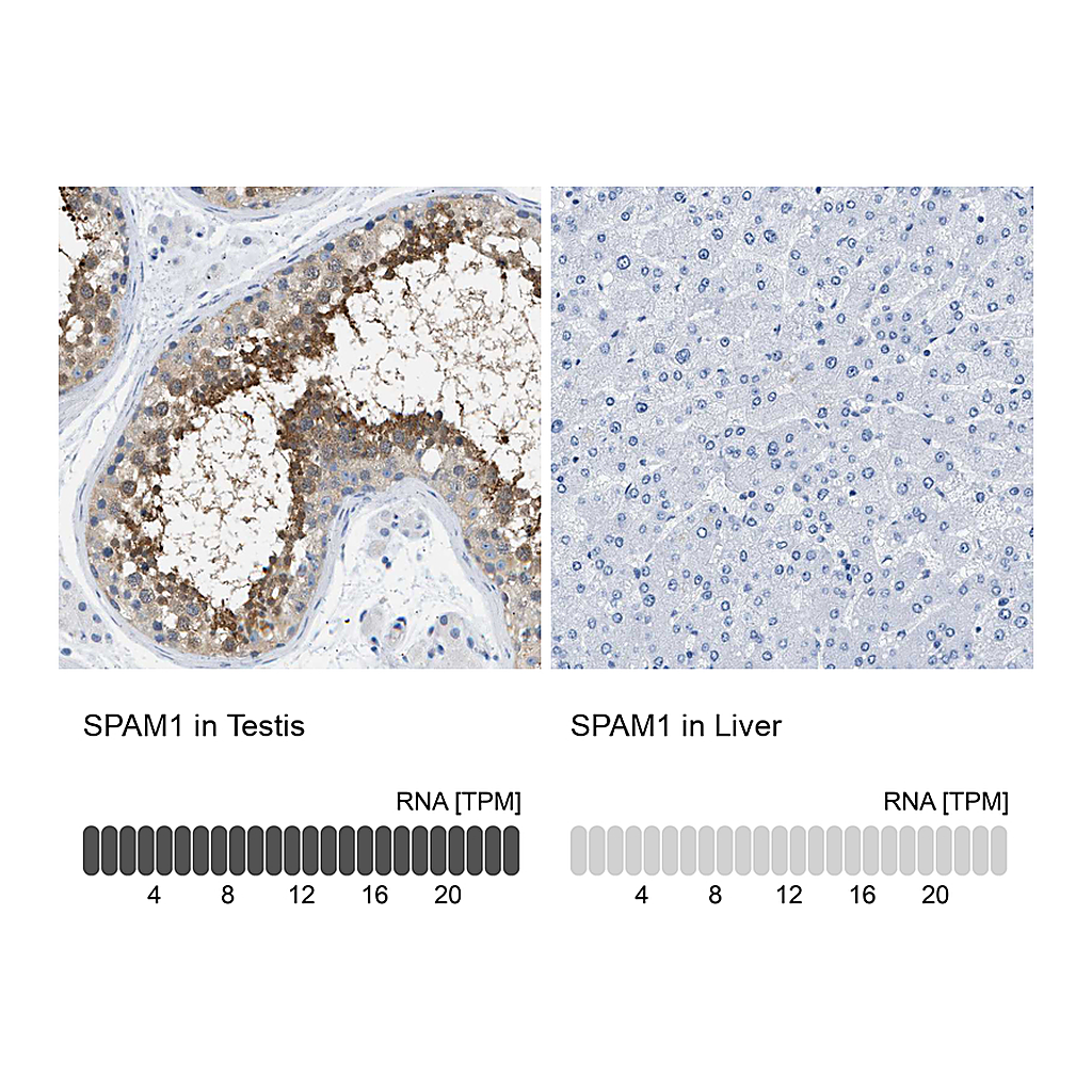 Atlas Antibodies Anti-SPAM1 Antibody