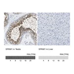 Atlas Antibodies Anti-SPAM1 Antibody