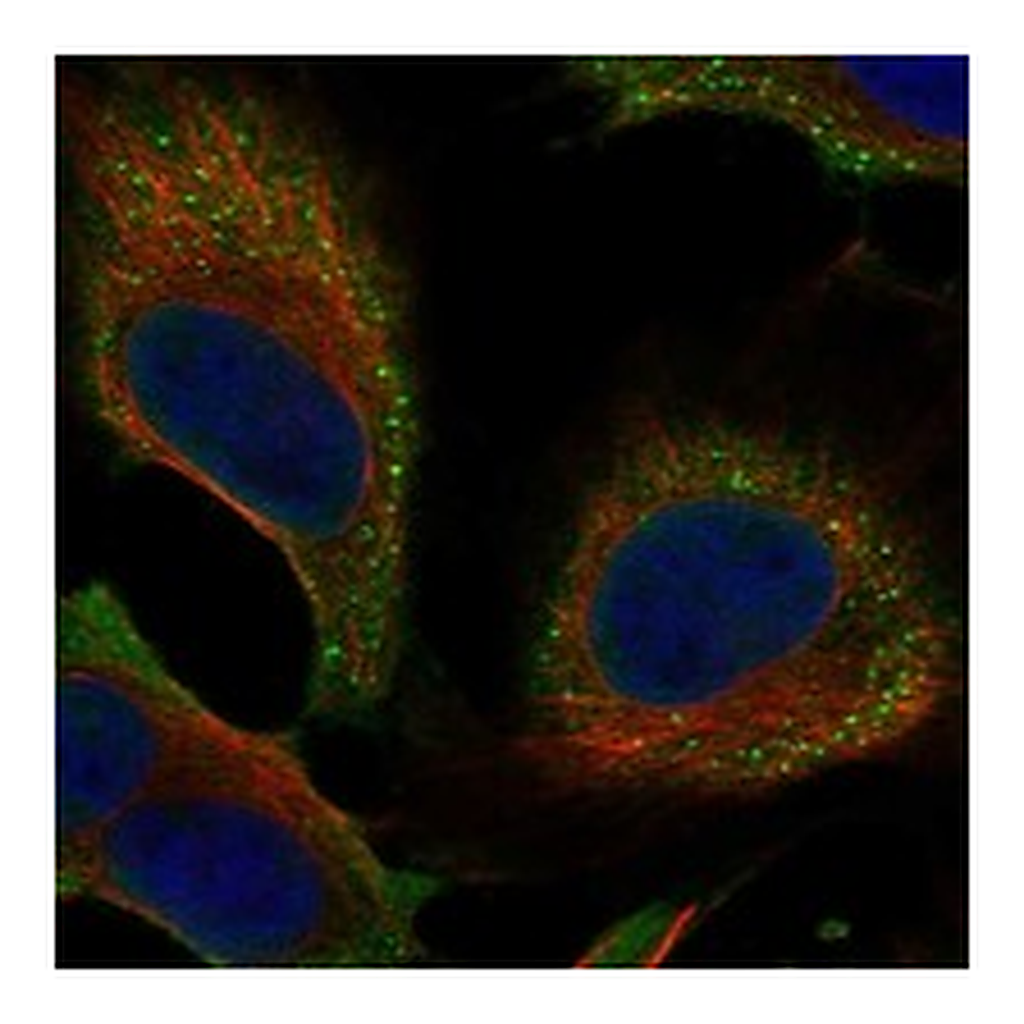 Atlas Antibodies Anti-SPANXN4 Antibody