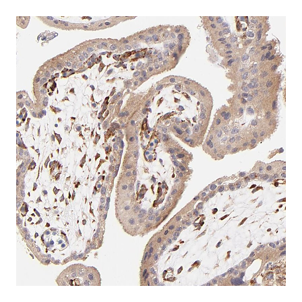 Atlas Antibodies Anti-SPARC Antibody