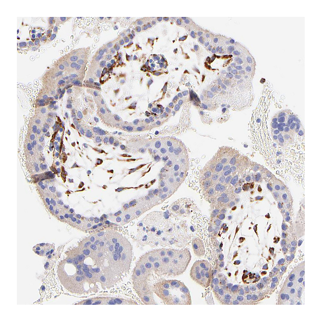 Atlas Antibodies Anti-SPARC Antibody