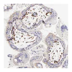 Atlas Antibodies Anti-SPARC Antibody