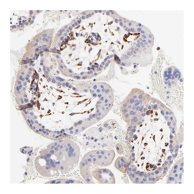 Atlas Antibodies Anti-SPARC Antibody