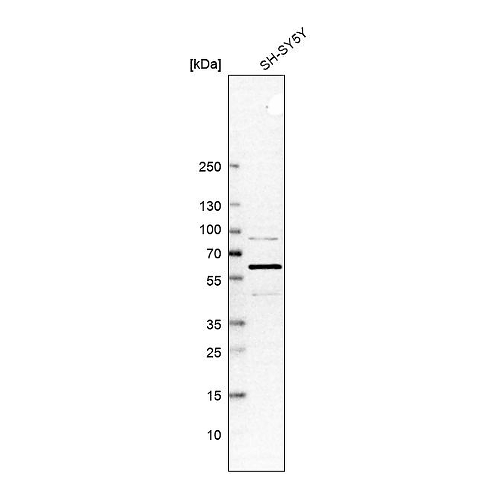 Atlas Antibodies Anti-SPAST Antibody