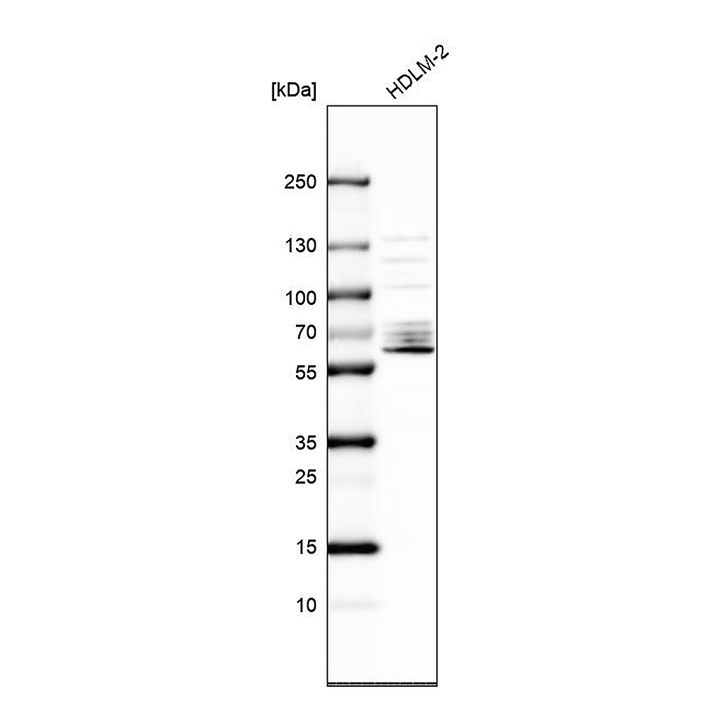 Atlas Antibodies Anti-SPATA13 Antibody
