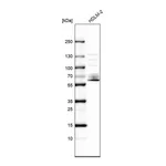 Atlas Antibodies Anti-SPATA13 Antibody
