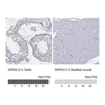 Atlas Antibodies Anti-SPATA12 Antibody